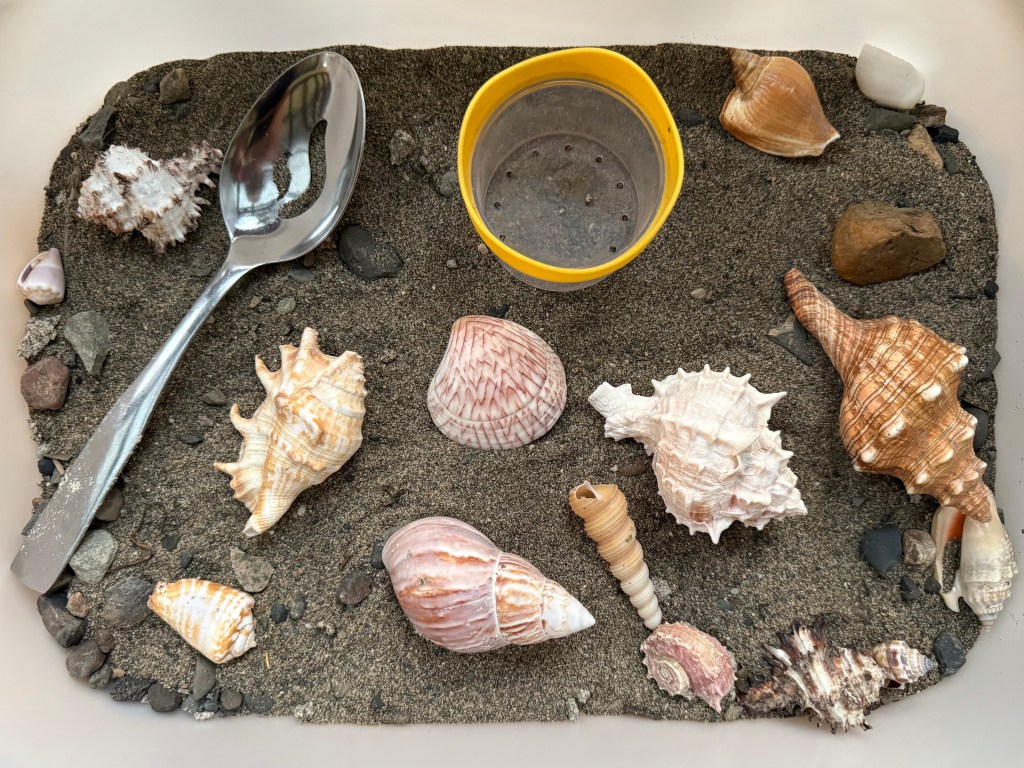 sand and shell sensory bin