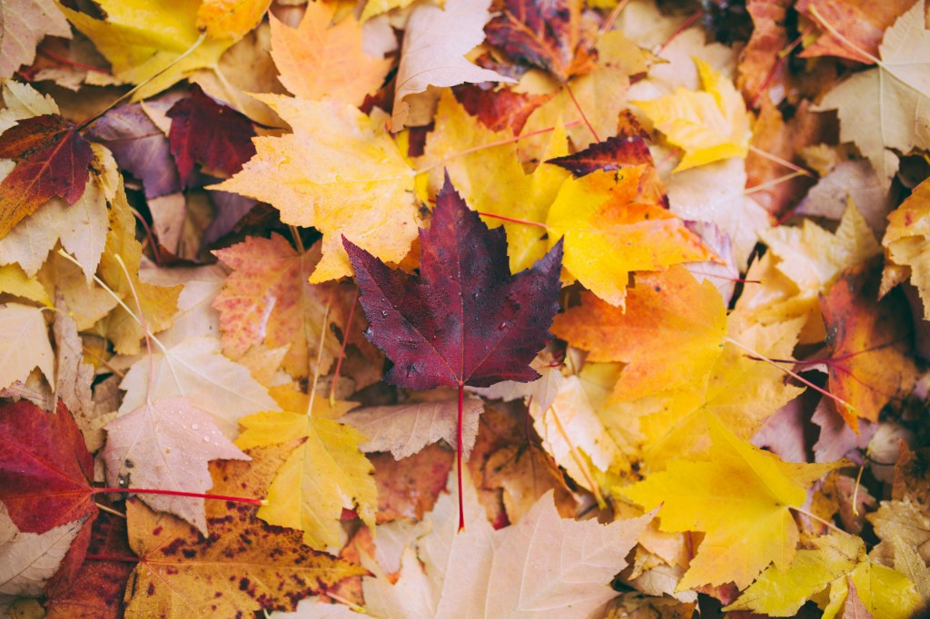 Celebrating Autumn Equinox