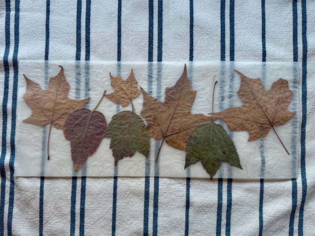 leaves preserved in wax paper