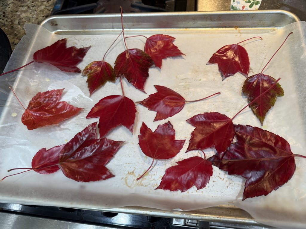 beeswax dipped leaves